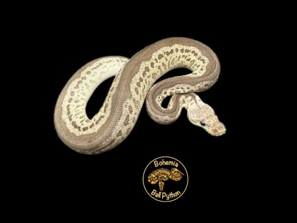 Pewter Leopard Clown